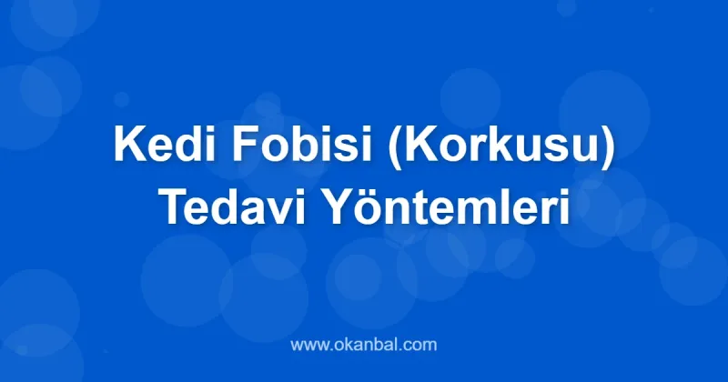 Kedi Fobisi (Korkusu) Tedavi Yöntemleri