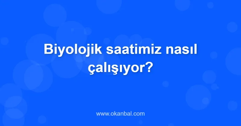 Biyolojik saatimiz nasıl çalışıyor?